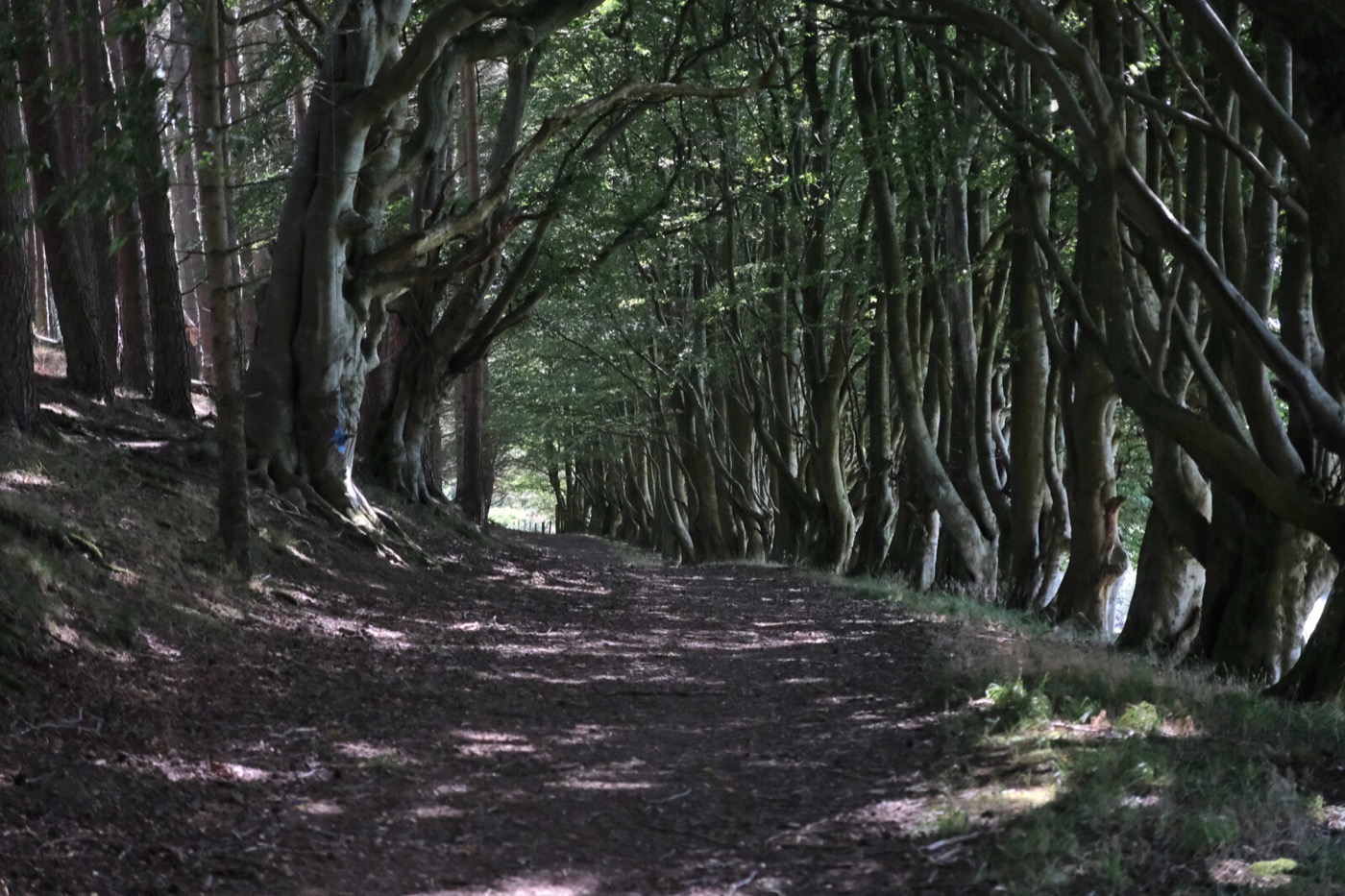 Shaded forest path near the retreat